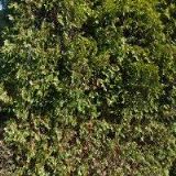 DOPRAVA BADO CZ s.r.o.