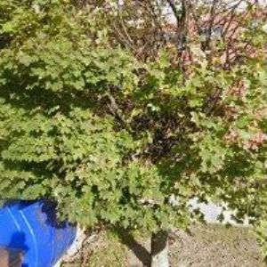 obrazek: avatar GALA SERVIS