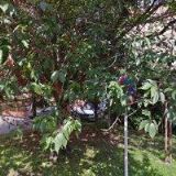 SENZA DRUŽSTVO,CHRÁNĚNÁ DÍLNA