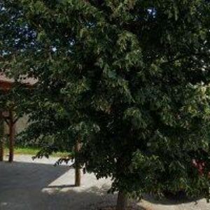 obrazek: avatar VEČERKA U BABINKY