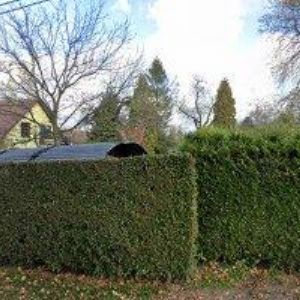 obrazek: avatar RESTAURACE U ZVONKU