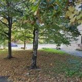 RESTAURACE JINDŘIŠKA