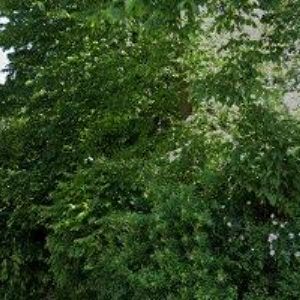 obrazek: avatar GÁBI RESTAURANT