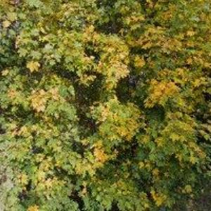 obrazek: avatar ZÁLEŠÁK JIŘÍ