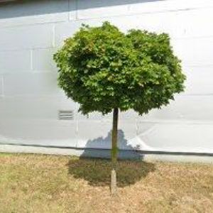 obrazek: avatar CERVUS s.r.o.