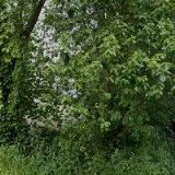 KISELOVÁ SIMONA Mgr.