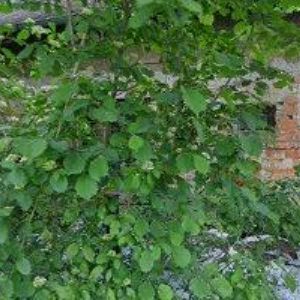 obrazek: avatar BADURA MARTIN