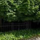 VAŠÍČEK ZDENĚK-REVAZ