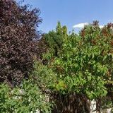 JURÁŇ JAN Ing. MBA