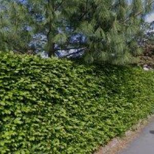 obrazek: avatar KOLAŘÍKOVÁ HANA RNDr.