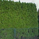 PEŠL VLADIMÍR Ing.