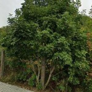 obrazek: avatar ÚČETNICTVÍ FRYPE