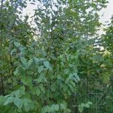 JUNÁK-ČESKÝ SKAUT, STŘEDISKO STRÁŽCI Ostrava, z.s.