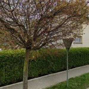 obrazek: avatar ALMA MATER