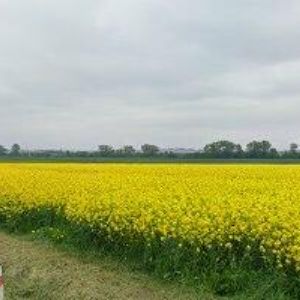 obrazek: avatar SIČOVÁ DROBNÁ ŽELEZNICE, o.s.