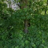 STOJČEV MILAN-METAL