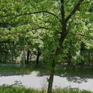 obrazek: avatar FERKL