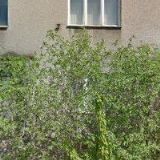 DRUMONTÁŽ, VÝROBNÍ DRUŽSTVO