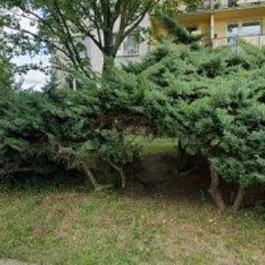 obrazek: avatar ZEDNICTVÍ ŘEZNÍČEK