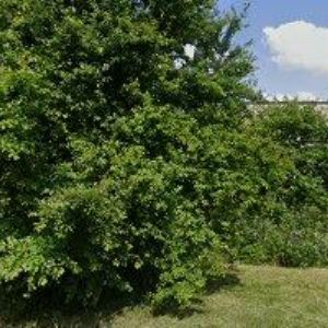 obrazek: avatar CHROBOČEK MILAN-STAVEBNÍ ČINNOST