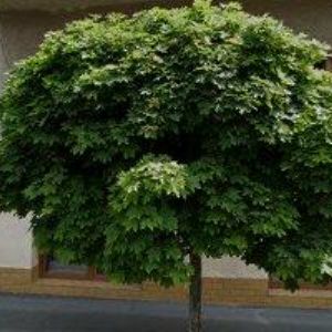 obrazek: avatar CARCHIP, s.r.o.