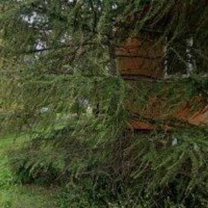 obrazek: avatar FBC BAZINGA OSTRAVA, z. s.