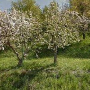 obrazek: avatar ŽŮREK PETR-INSTALACE ANTÉN A KAMER