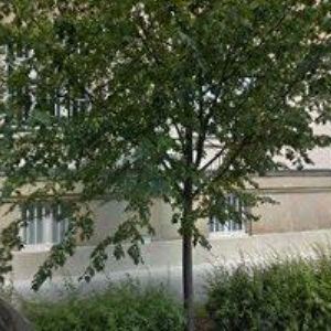 obrazek: avatar MORAVA OLOMOUC