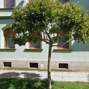 obrazek: avatar KOŽENÁ OBUV JANA