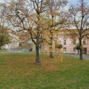 obrazek: avatar GRAMMEROVÁ ZUZANA