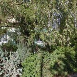 obrazek: avatar RADOVÁ JANA