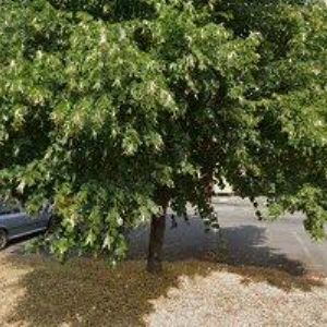 obrazek: avatar GROWSHOP ZAHRADNICTVÍ