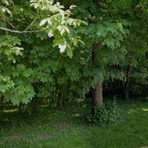 obrazek: avatar KOMÁRKOVÁ MILENA