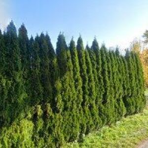 obrazek: avatar URBÁŠEK MILAN-ELEKTRO