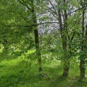 obrazek: avatar ELEKTRO STUDÉNKA