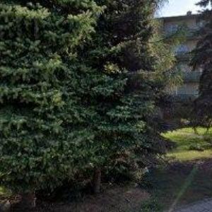 obrazek: avatar BAKOTOVÁ VĚRA-DIOCHI