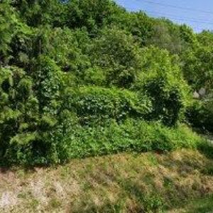 obrazek: avatar PHARMEDIS