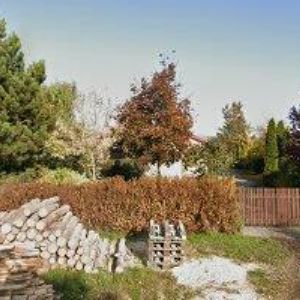 obrazek: avatar SALIX