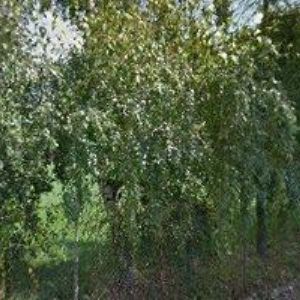 obrazek: avatar ČESKÝ KYNOLOGICKÝ SVAZ Olomouc-Černovír