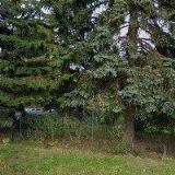 PÁLINKÁS ZOLTÁN MVDr.-VETERINÁRNÍ AMBULANCE