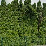 PASTERŇÁK JIŘÍ-ROSTLINNÁ VÝROBA, USTÁJENÍ KONÍ