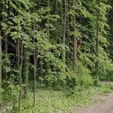 DVOŘÁK LESY, SADY, ZAHRADY s.r.o.