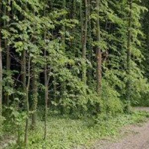 obrazek: avatar DVOŘÁK LESY, SADY, ZAHRADY s.r.o.