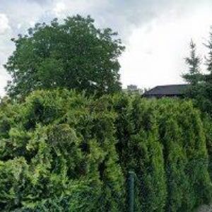 obrazek: avatar JUŘÍČKOVÁ VĚRA