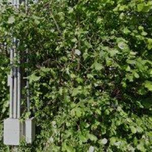 obrazek: avatar DAR TIBETU