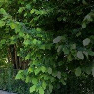 obrazek: avatar Z MARKOVY SAMOTY