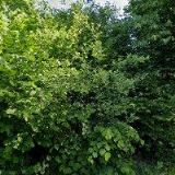 KYNOLOGICKÉ CENTRUM AIGON s.r.o.