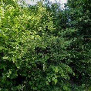 obrazek: avatar KYNOLOGICKÉ CENTRUM AIGON s.r.o.