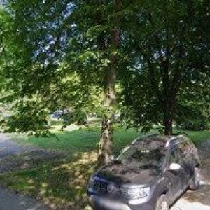 obrazek: avatar PSÍ SALON DINGO