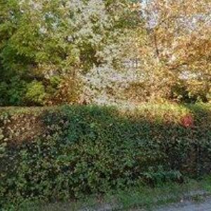 obrazek: avatar DONOCIK ROMAN MVDr.